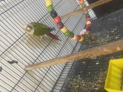 Pineapple conure male urgent sale