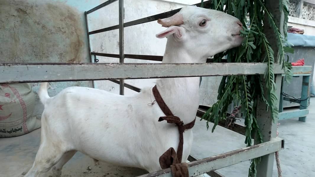 khassi bakra 1