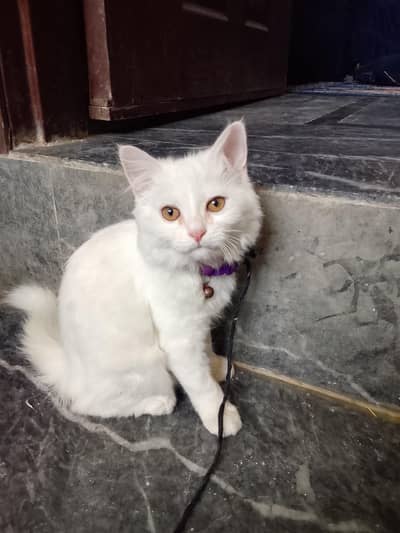 white passion cat