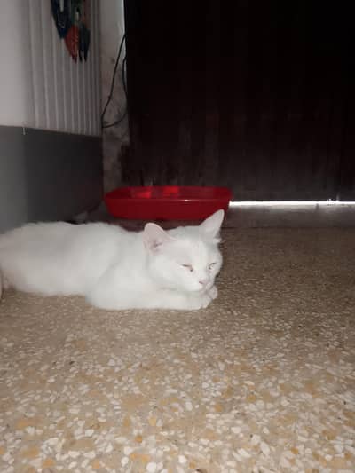Persian white extreme punch face