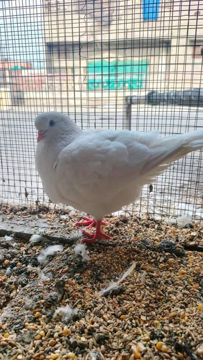 king pigeon