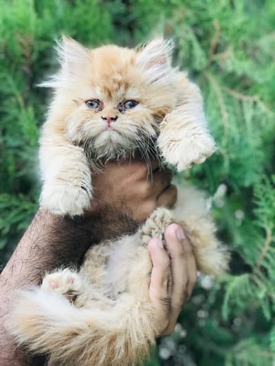 Persian kittens