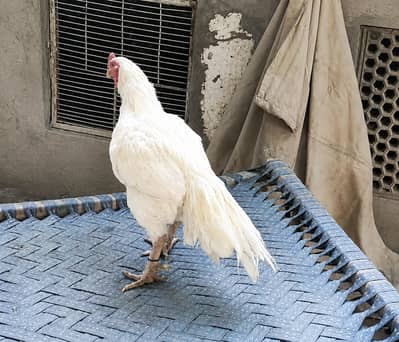 high quality heera aseel