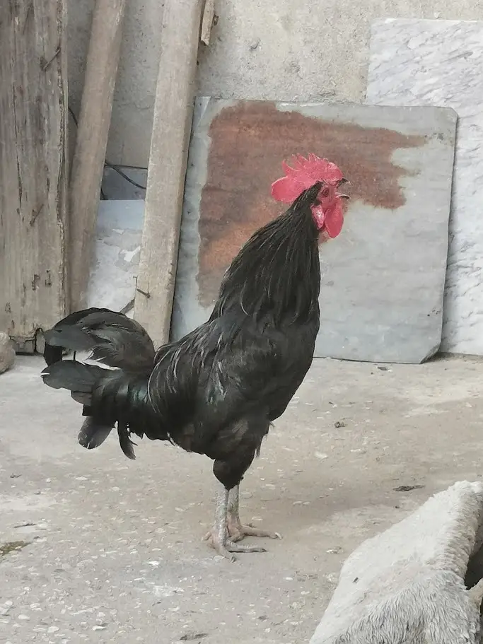 Pure Mianwali aseel hens and astrolorp chicks — photo 12