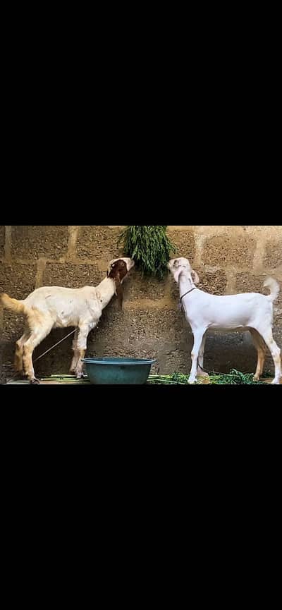 MashaAllah active goat babies age almost 2”30 se 3 month