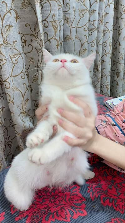 Persian cat white color