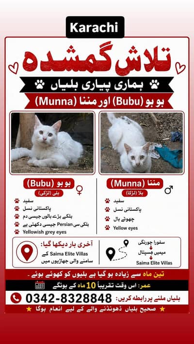 HELP FIND MY CATS