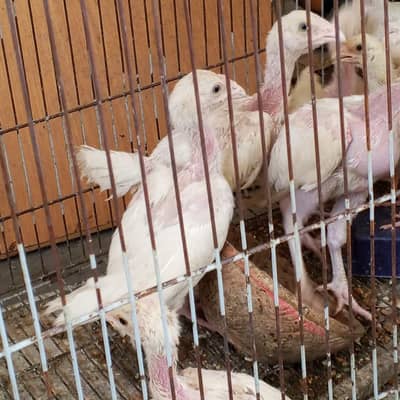Heera Aseel Chick For Sell 03444558350 WhatsApp