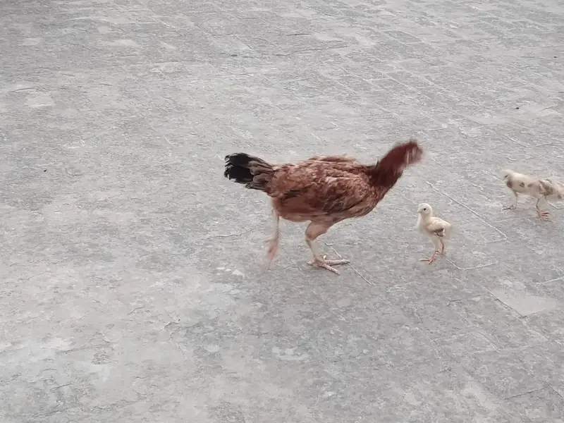 Aseel Murgi for sale with 6 chicks — photo 4
