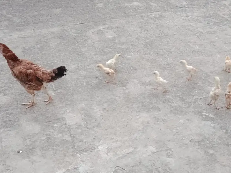 Aseel Murgi for sale with 6 chicks — photo 2