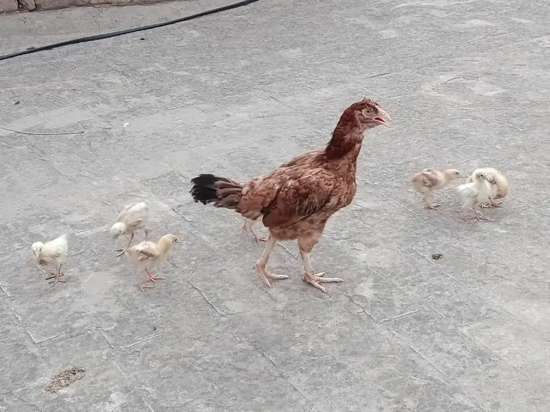 Aseel Murgi for sale with 6 chicks — photo 3