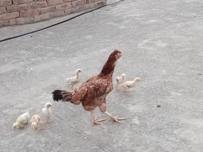 Aseel Murgi for sale with 6 chicks