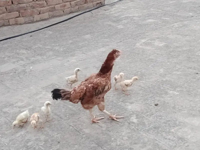Aseel Murgi for sale with 6 chicks
