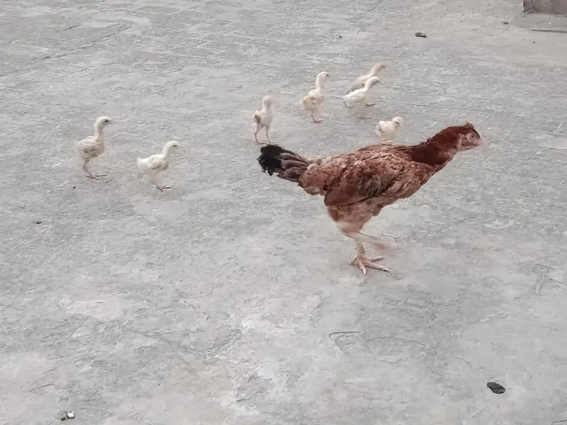Aseel Murgi for sale with 6 chicks — photo 5