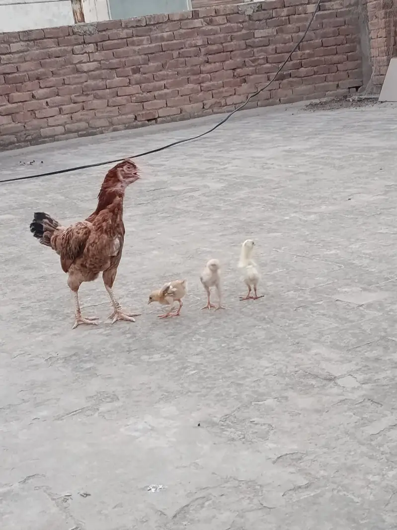 Aseel Murgi for sale with 6 chicks — photo 6