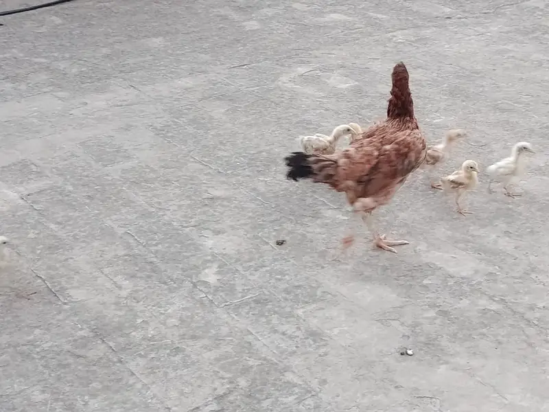 Aseel Murgi for sale with 6 chicks — photo 7