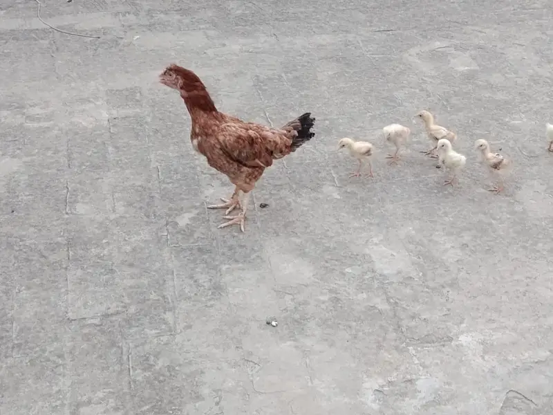 Aseel Murgi for sale with 6 chicks — photo 8