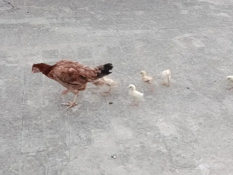 Aseel Murgi for sale with 6 chicks — photo 9