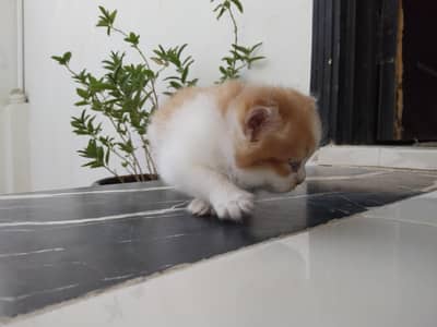 Persian cat double coated