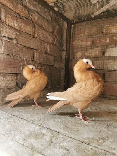 Fancy Pigeons high quality