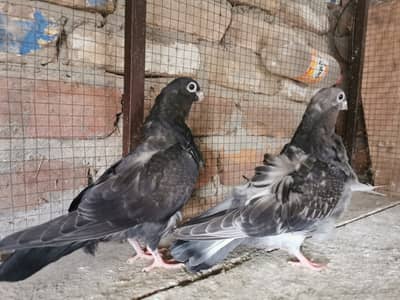 Fancy Pigeons high quality