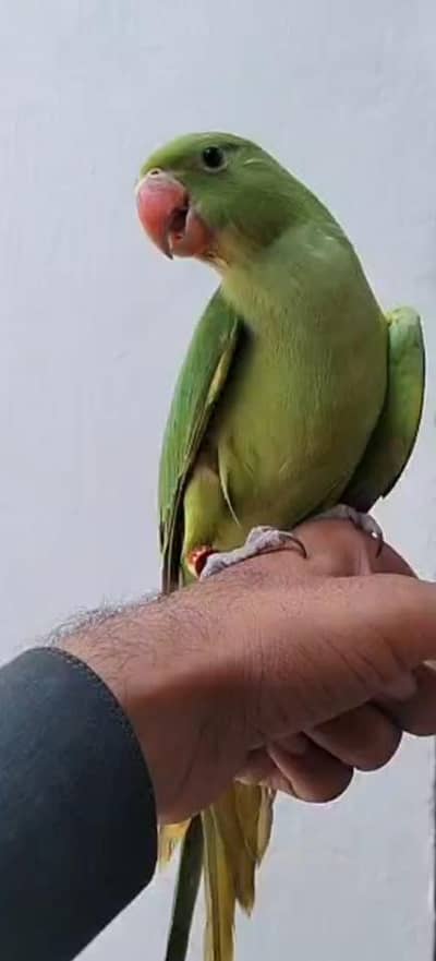 HandTame Male Ringneck for Sale