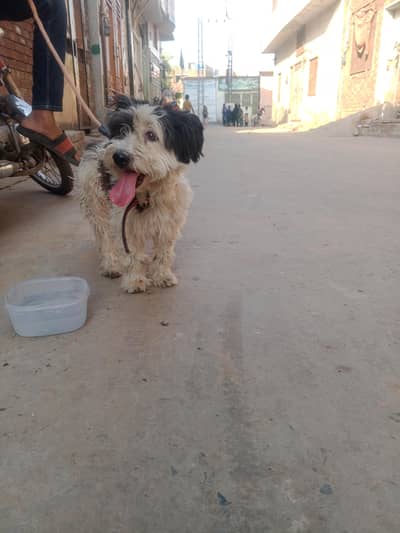 I don't know what is the breed but I can ask chat gpt is shih tzu.