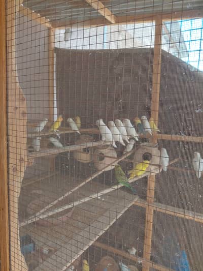 Good quality mix birds Albino red eyes daccino crimino online
