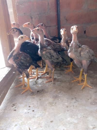 Aseel chicks for sale