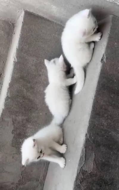 Persian kittens