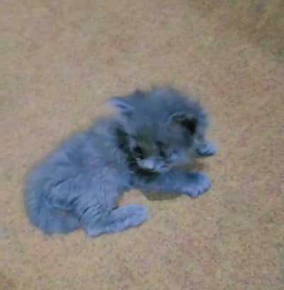 Persian kittens