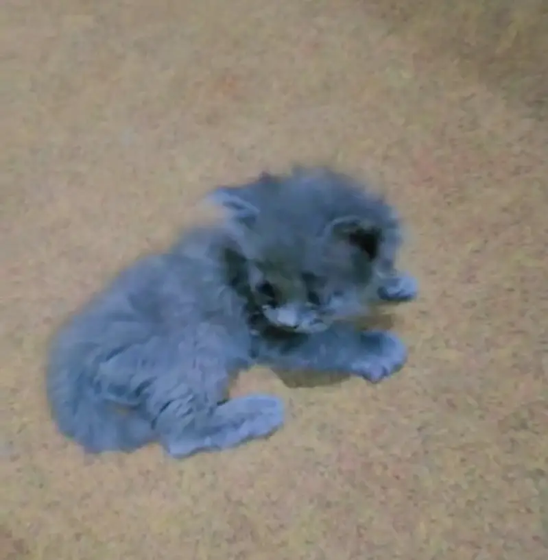 Persian kittens