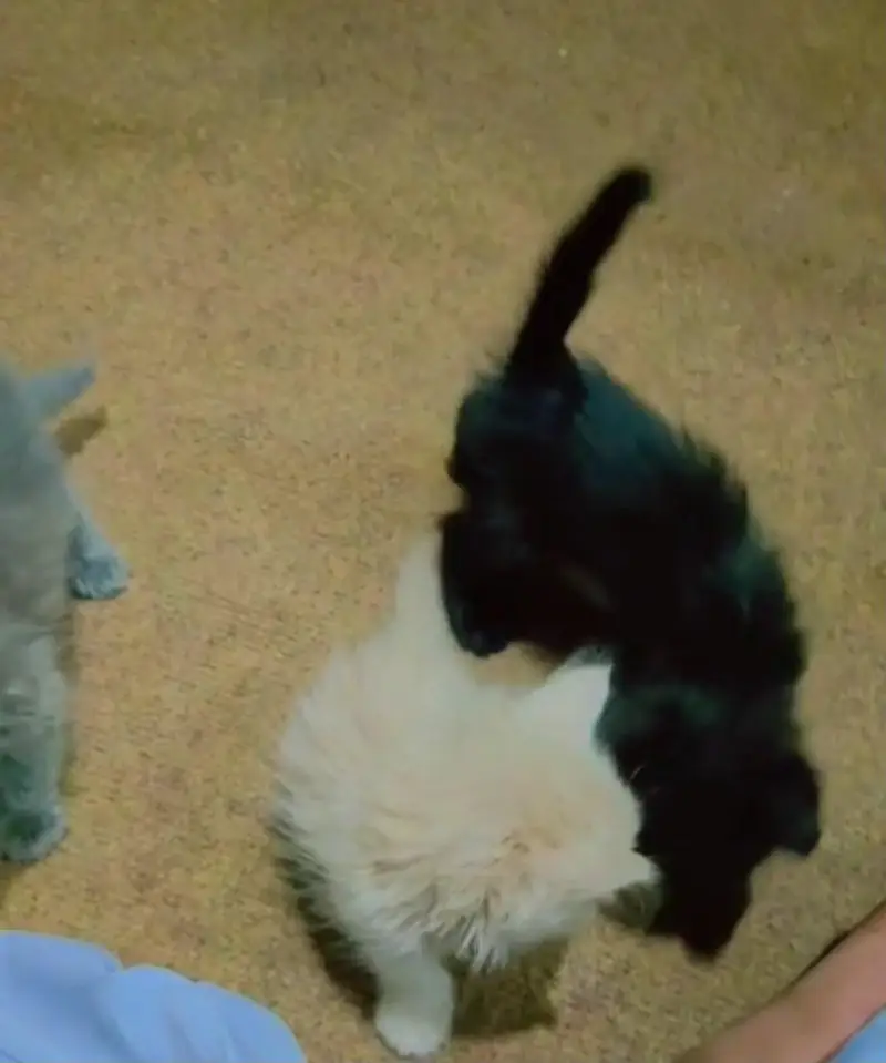 Persian kittens — photo 2