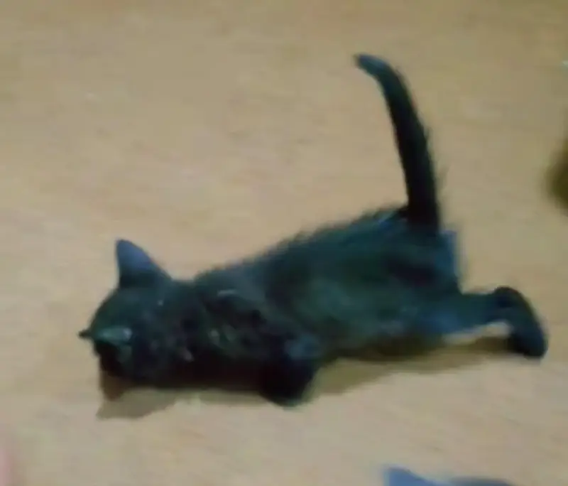 Persian kittens — photo 3