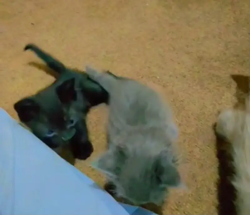 Persian kittens — photo 4