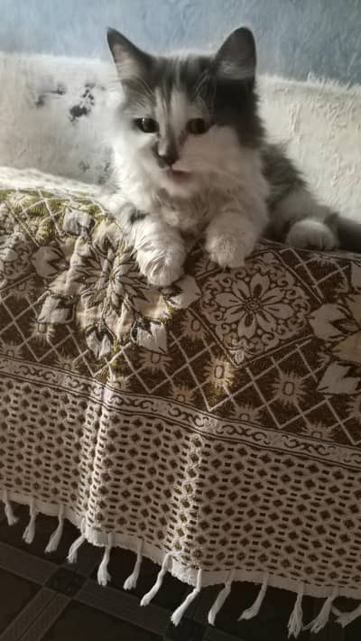 Cats Babe