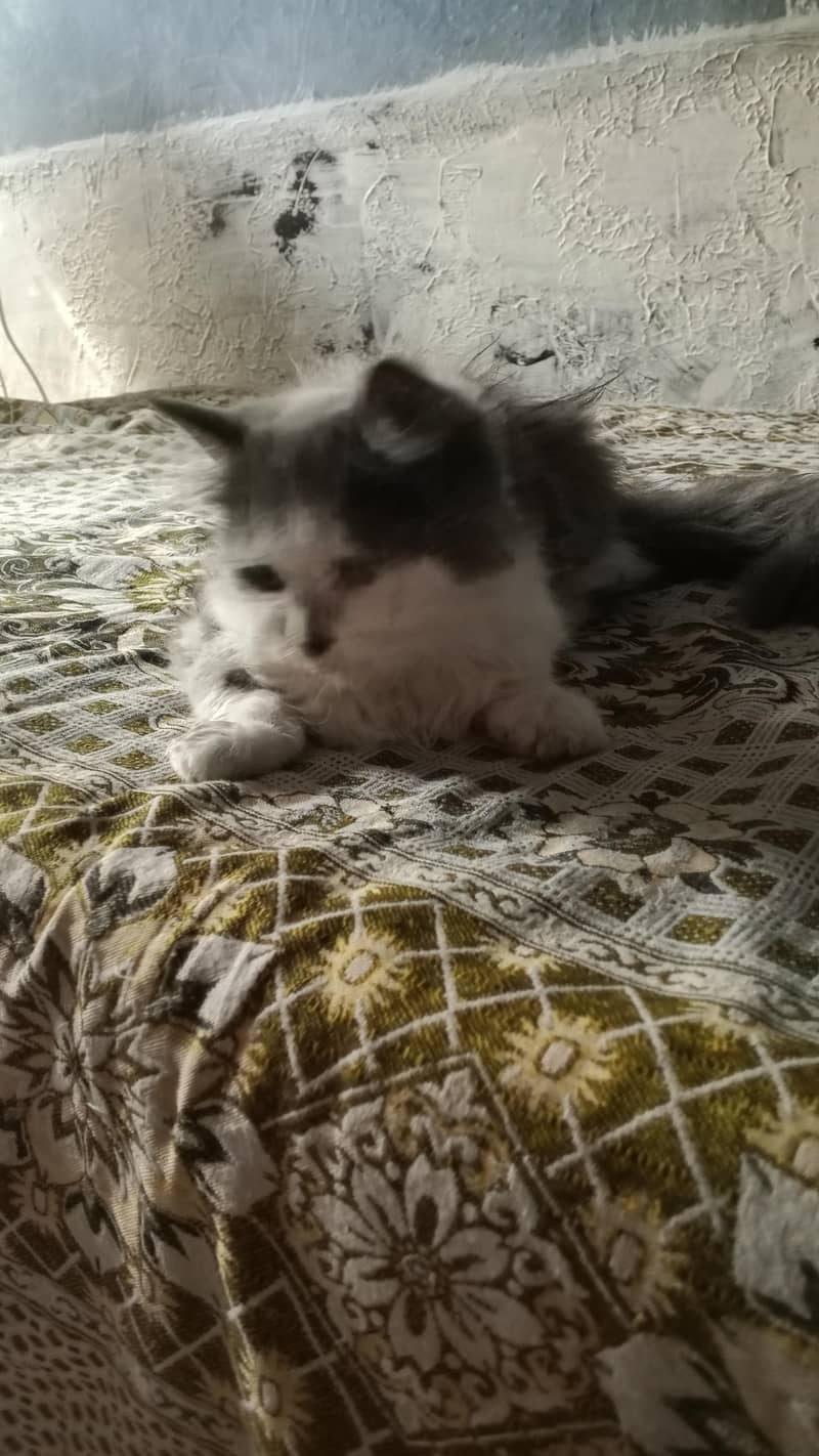Cats Babe 1