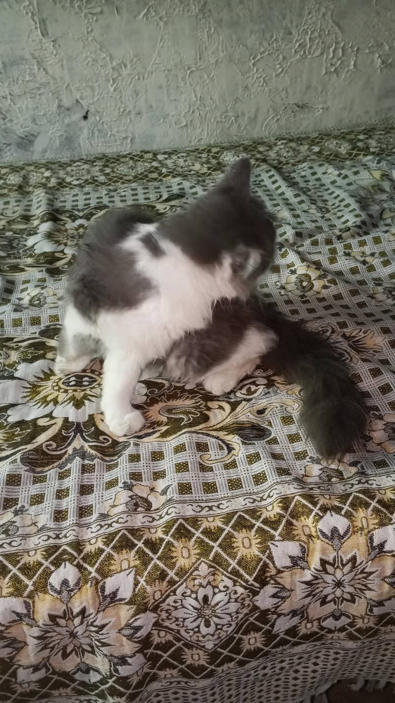Cats Babe 2