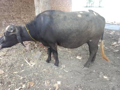 buffalo