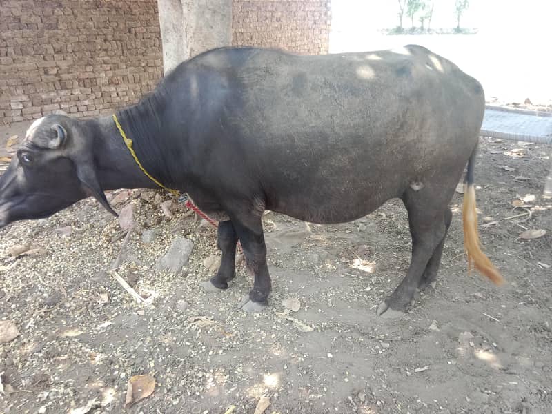 buffalo 0