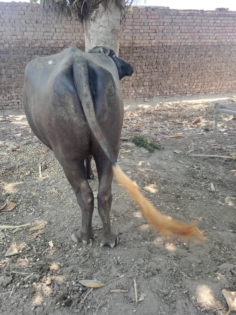 buffalo 1