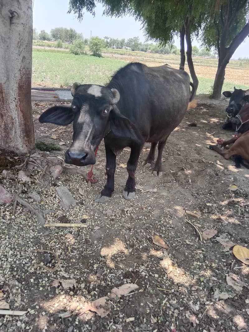 buffalo 3