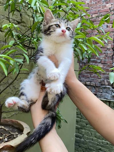 Persion kittens  White  Ginger  Fawn
