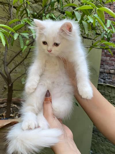 Persion kittens  White  Ginger  Fawn