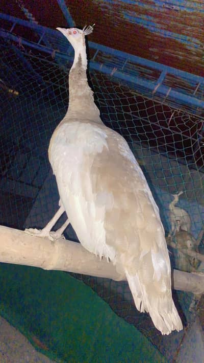 The Cameo Pied Split to white-eyed HANDTAME