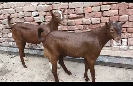 Bakray taddy qurbani 2027