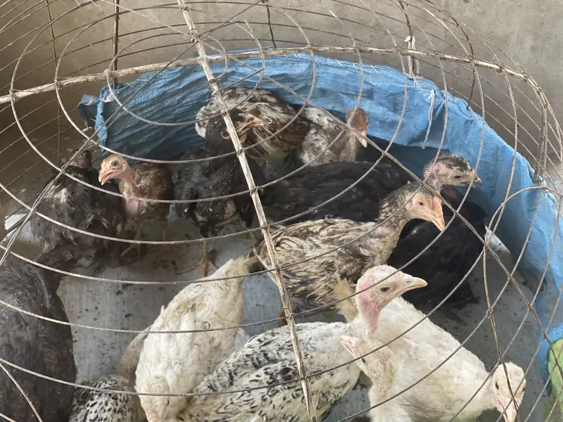 Turkey hens chicks — photo 2