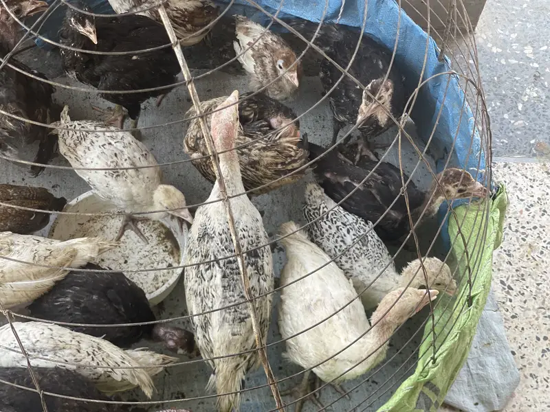 Turkey hens chicks — photo 3
