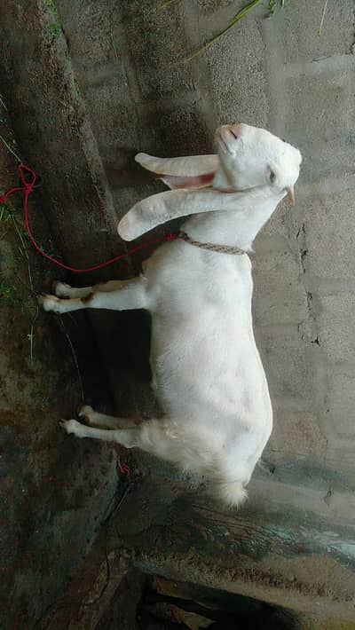 gulabi bakri long ear 72000