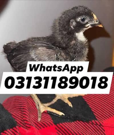 Australorp chicks available karachi